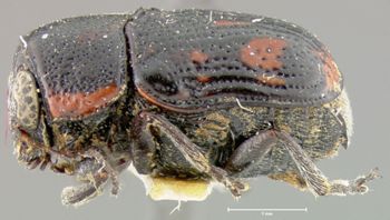 Media type: image;   Entomology 24991 Aspect: habitus lateral view